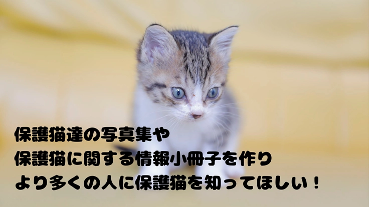 【保護猫カフェあんちゃん】保護猫写真集で保護猫を知ってもらいたい