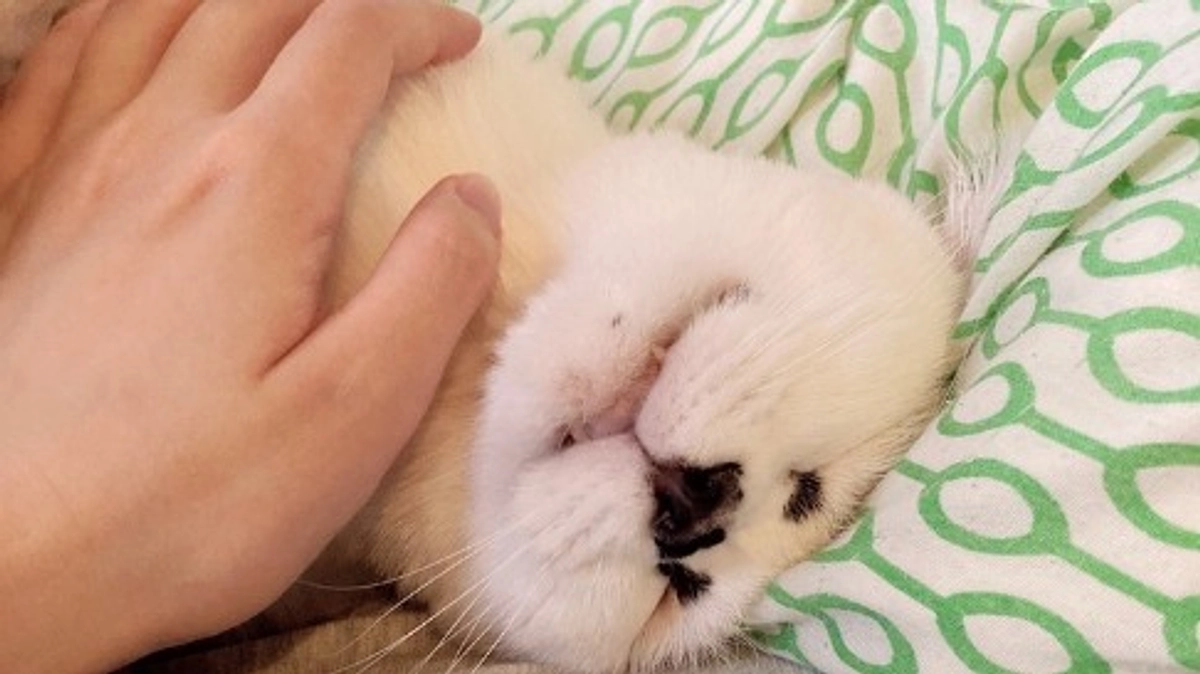 応援メッセージご紹介！fkzstagram様（愛猫：福造くん）＃卒とも　＃卒とも部