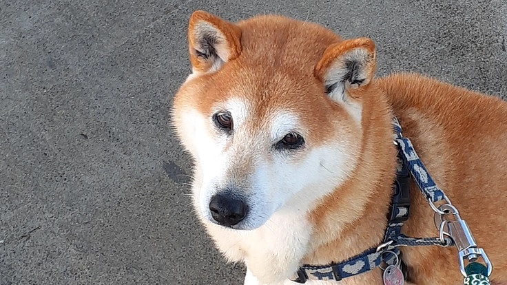 豆柴犬玲央の悪性睾丸肥大症と尿路結石症の治療費用ご支援のお願い