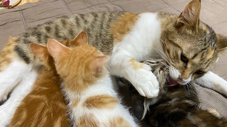 殺処分ゼロ！保護猫活動を継続し譲渡の輪を広げたい！