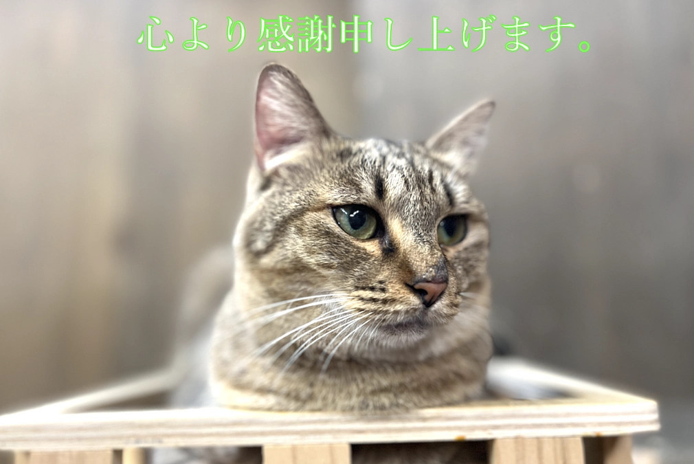 【感謝】プロジェクトが無事に終了致しました。