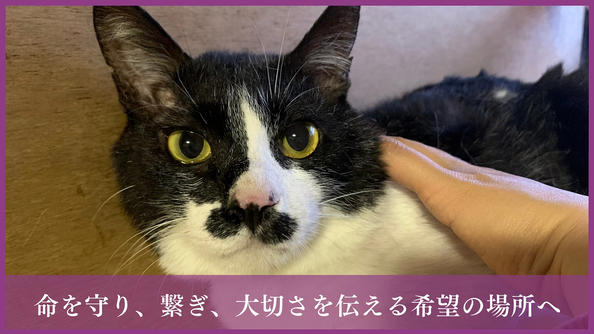 【残り15日！750万円まであと6万円！】トライアルの大切さ