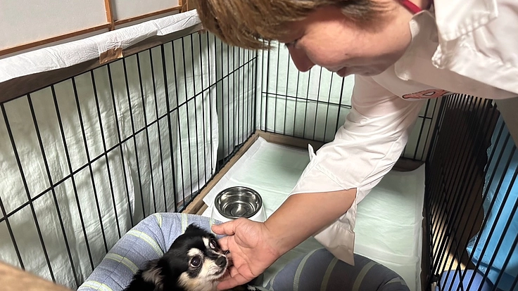 夜に聞こえる犬猫のSOSに応えたい。明日へ命を繋ぐ夜間診療所開設へ 8枚目