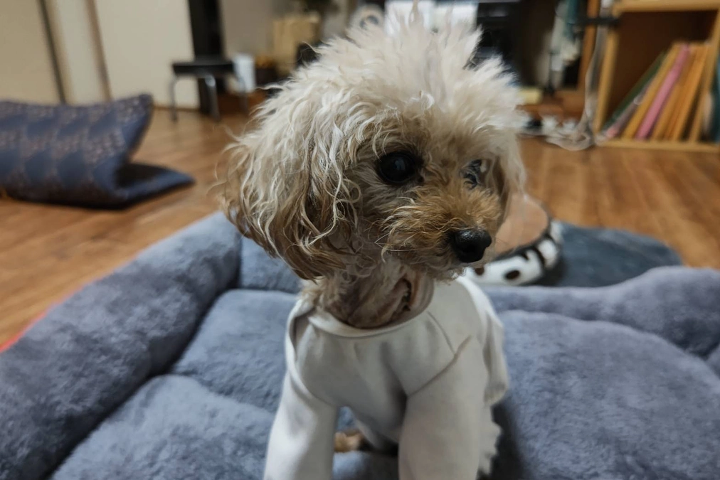 リンスの笑顔を守りたい！