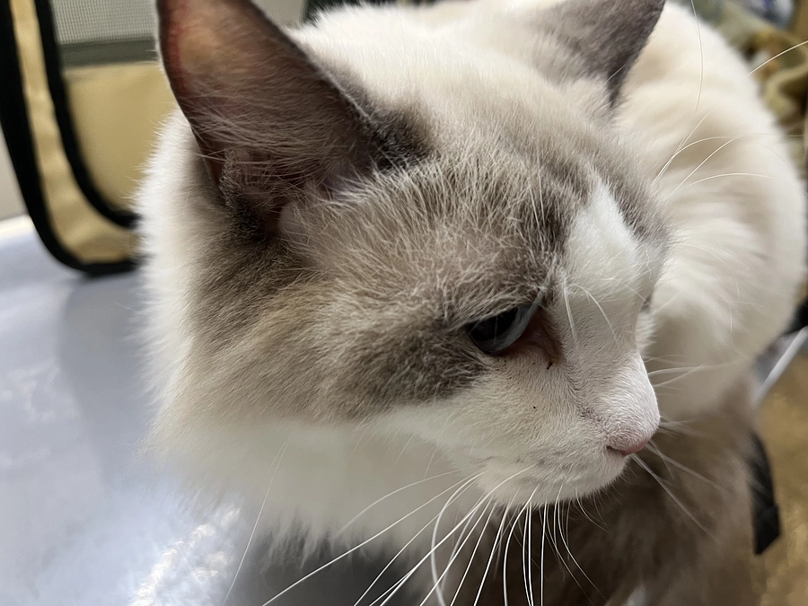 0125 ソラ2ヶ月ぶりの定期検診