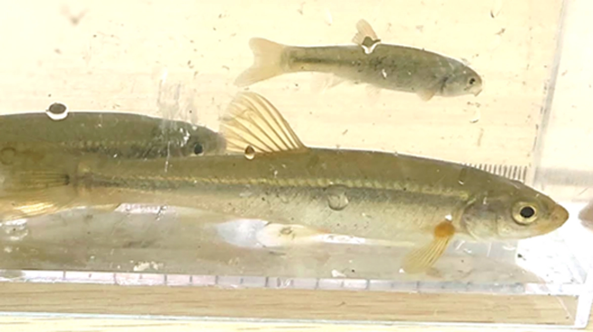 東吉野村野外体験実習の内容が決まりました【共生科学センター】