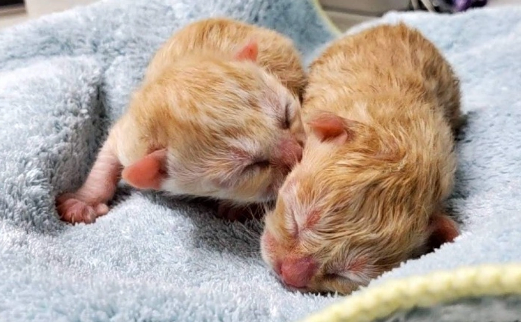 3千円｜感謝のメールコース