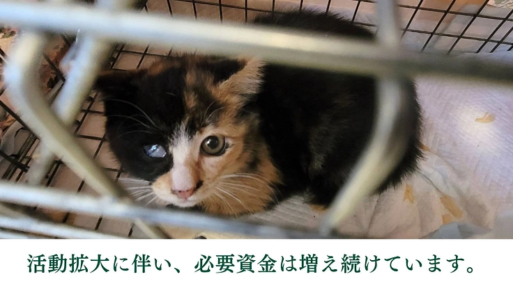 地域猫と人の共存を目指して│保護猫の医療費と療養費にご支援を 4枚目