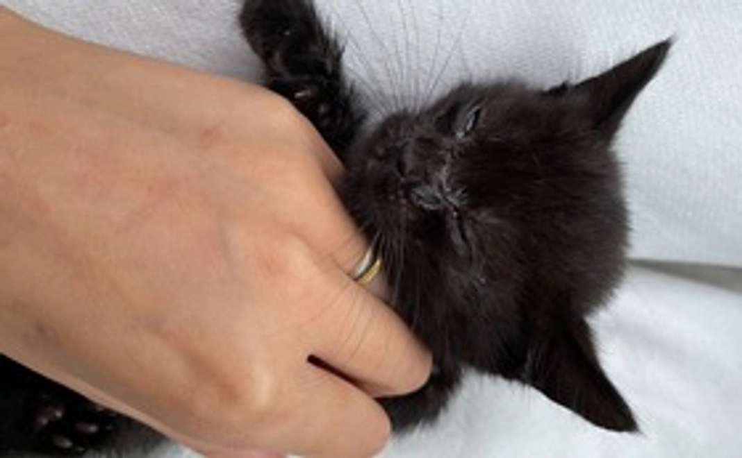 マック！頑張れ！負けるな！！