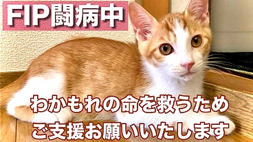 【FIP】愛猫わかもれに再び元気を！治療費のご協力をお願いします！ のトップ画像