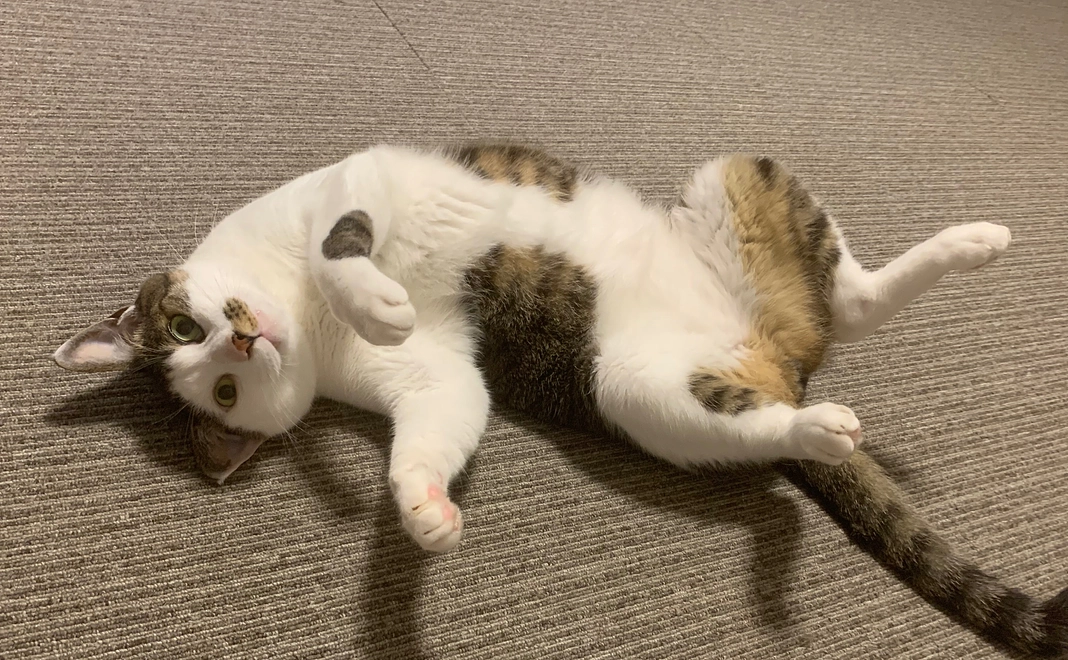 感謝のメール２