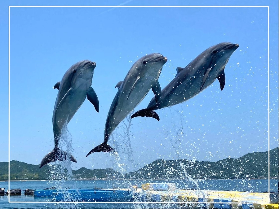 スタッフ紹介【＃５しゃーちゃん＆＃６こはぼー】