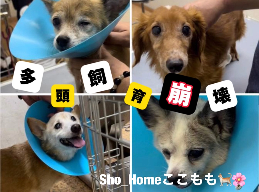 保護犬４頭病院へ
