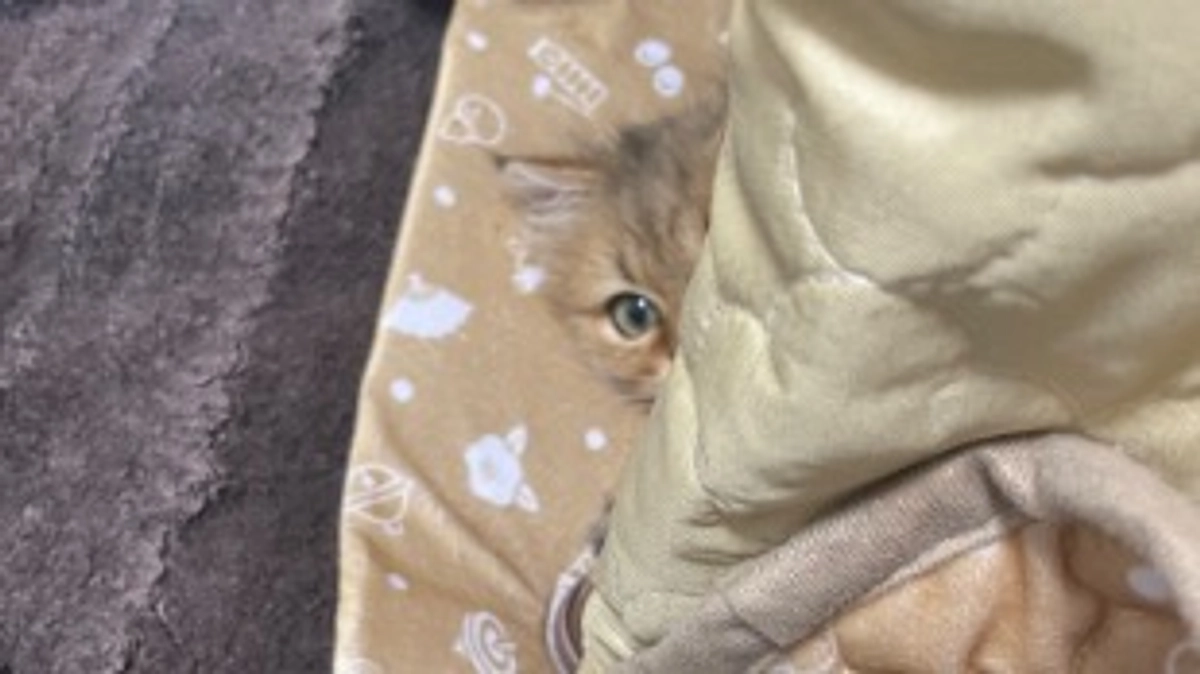 今日のむぎの遊び