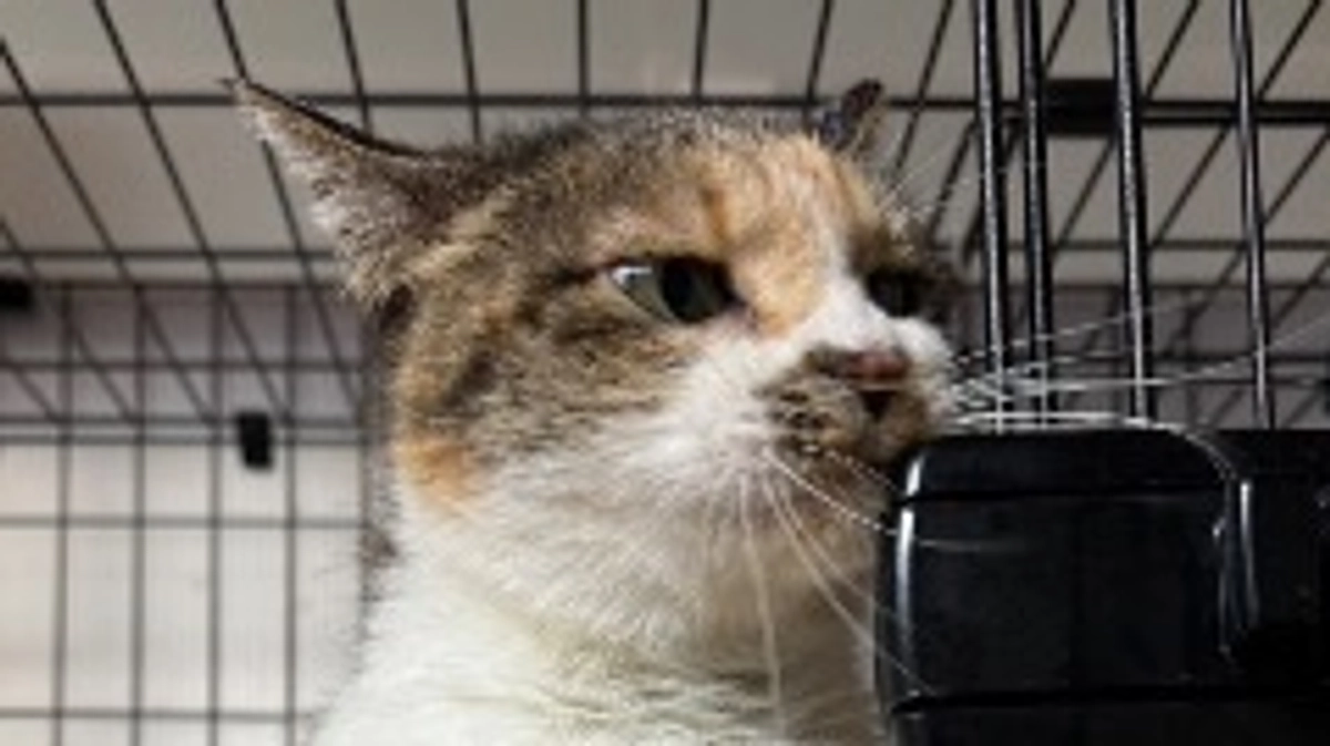 ご支援ありがとうございました！ご支援総額確定しました。