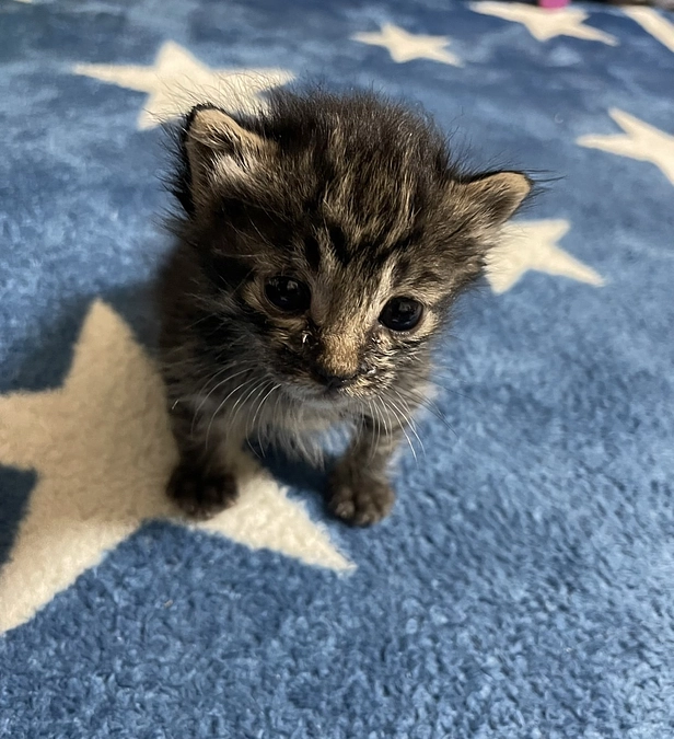 8月8日　診察結果🐈‍⬛