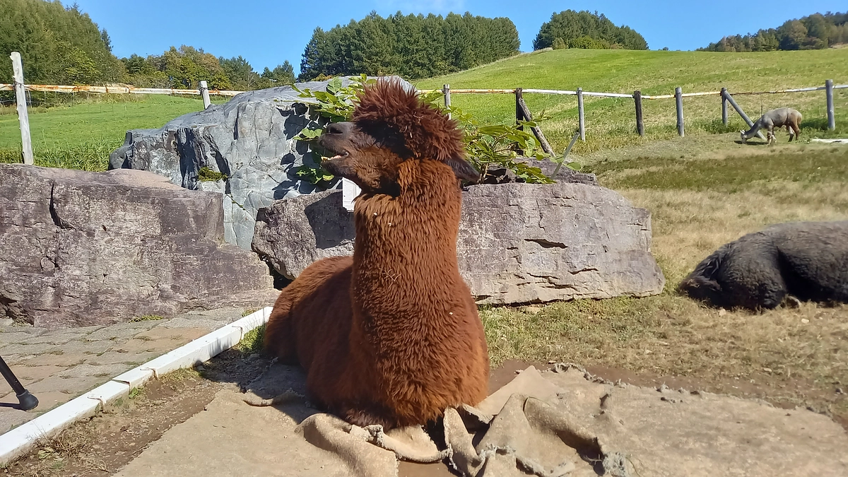 【剣淵生まれのアルパカ紹介】＃６　ちゃちゃまるさん