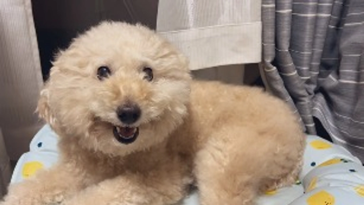 達成率5%を超えました！＆ましゅうの体調について