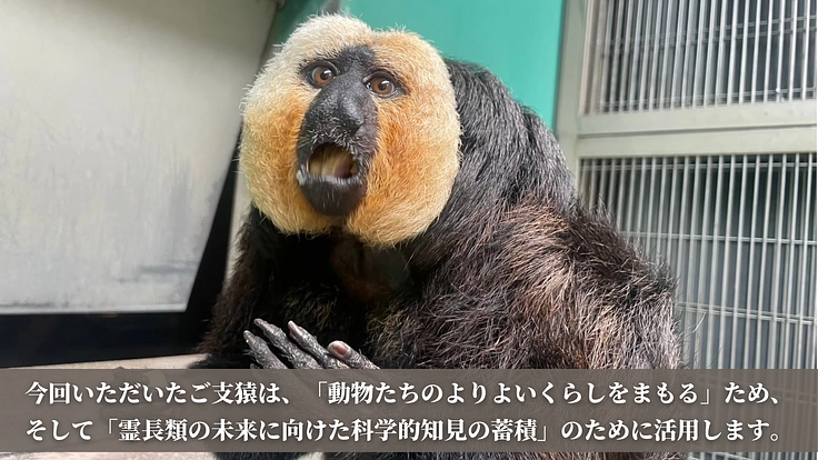 日本モンキーセンター｜動物たちのくらしをまもり、未来へつなぐ！ 4枚目