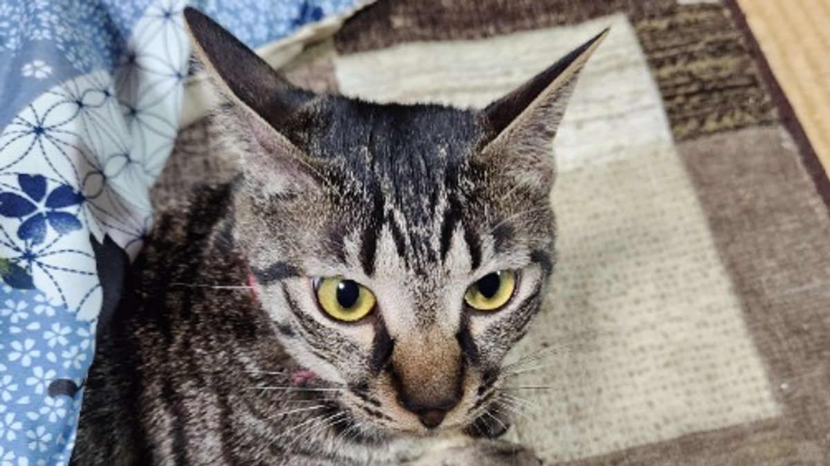 楓日記(10月20日)