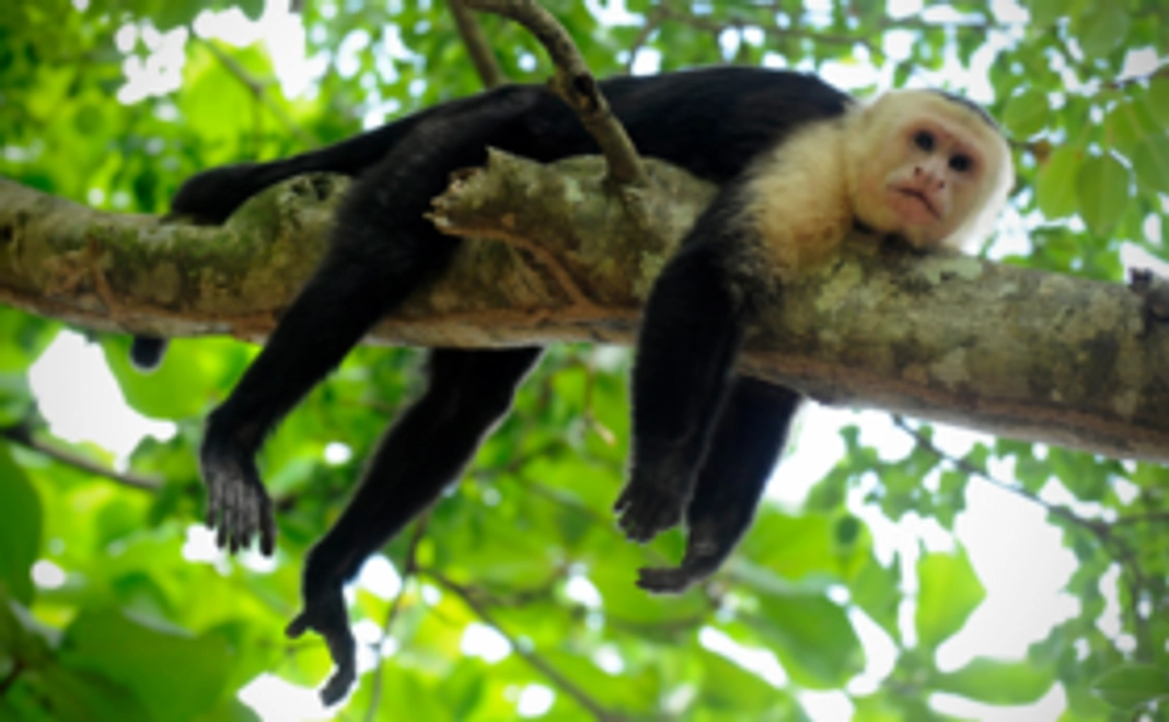 コスタリカへの思いを馳せて