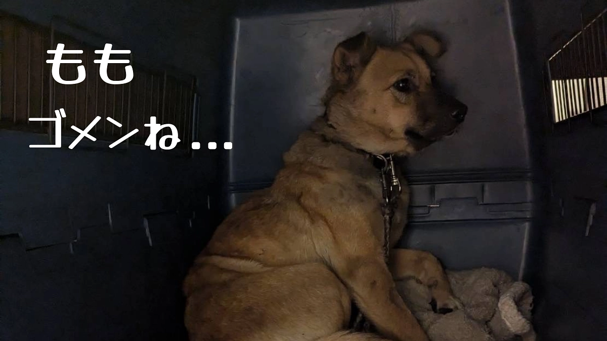 [ももの逸走]代表の私がももを逃してしまいました。