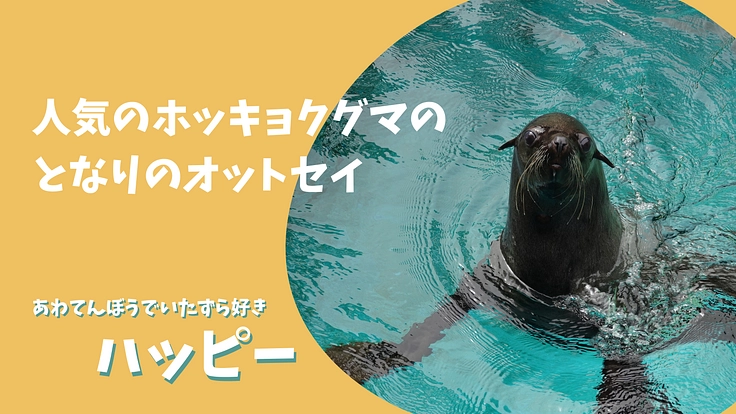 ズーラシア｜動物が幸せに過ごせるように。オットセイに快適な環境を！ 3枚目