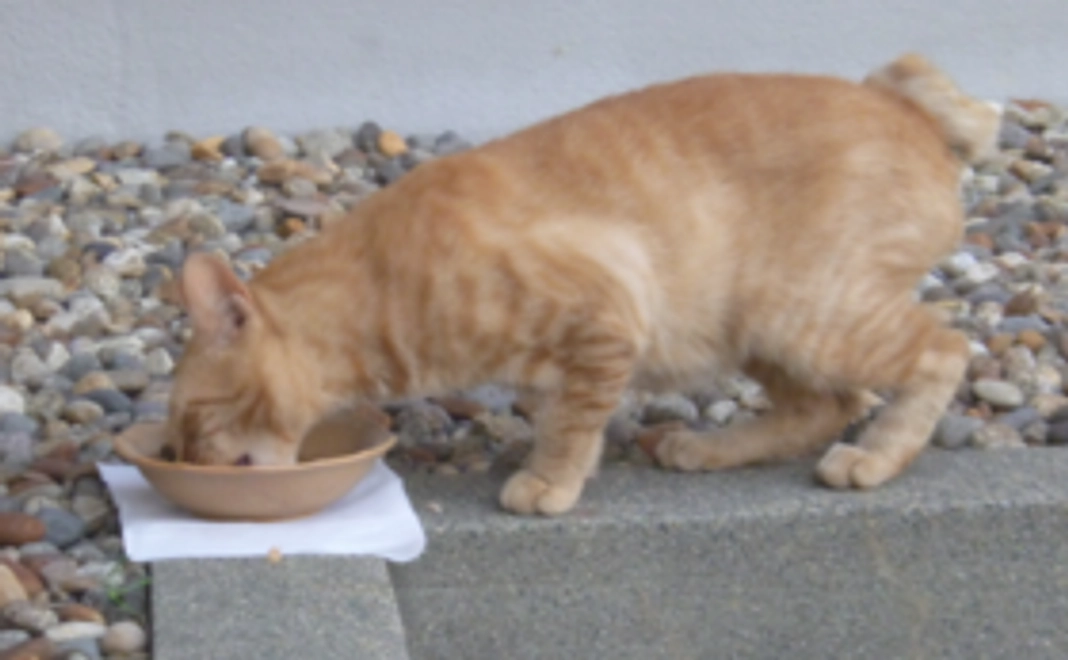 活動報告、御礼のメール