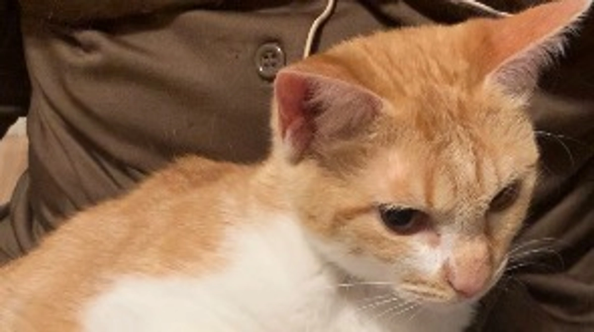 投薬54日目（プロジェクト開始14日目）