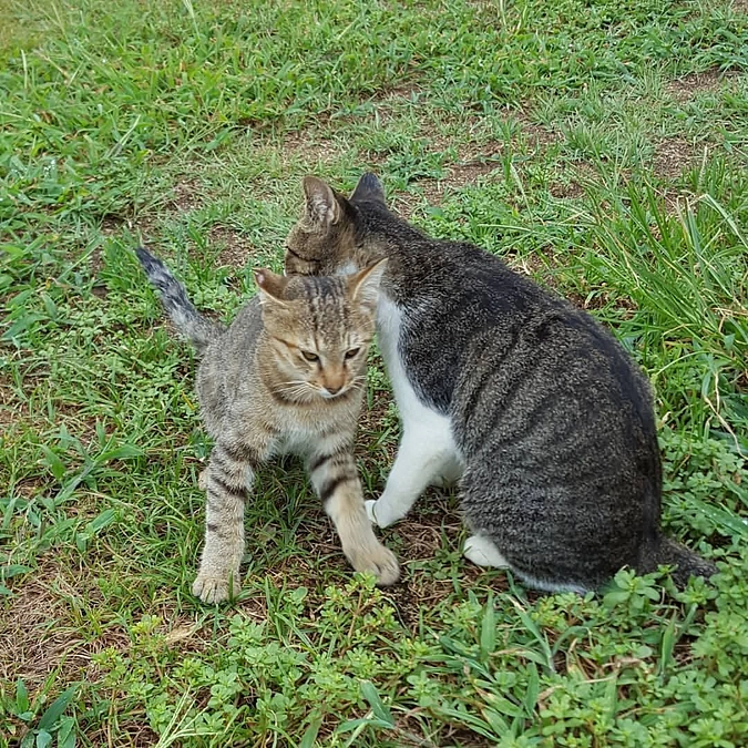 子猫に駆けよりイタワル母猫の姿