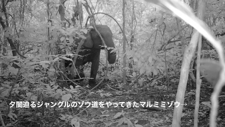 【緊急支援第2弾】マルミミゾウの楽園を密猟者の手から護りたい!! 2枚目