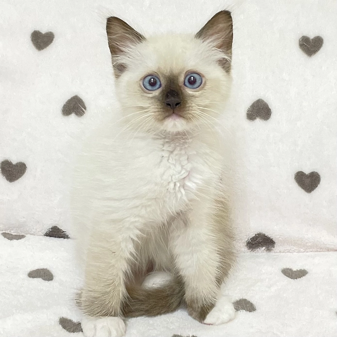 ～梳杞くんのお話～