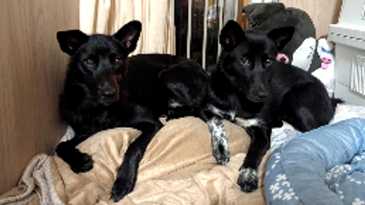 ２つの命〜兄妹〜