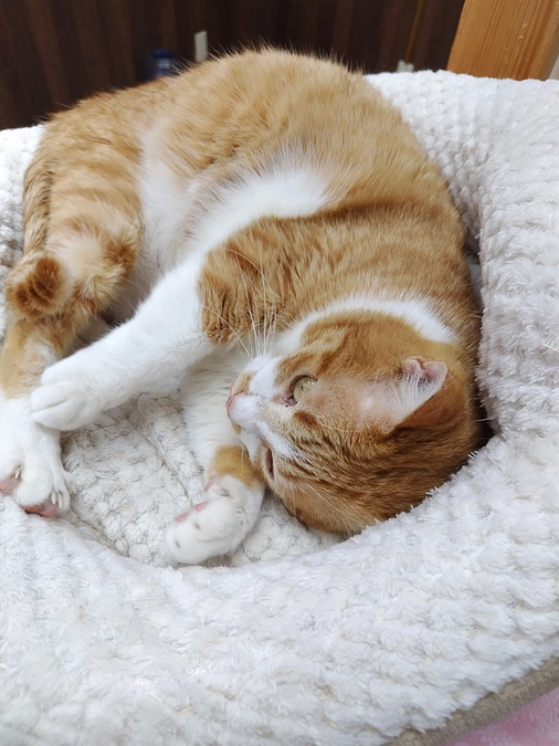 今日の工場保護猫ハウス😄