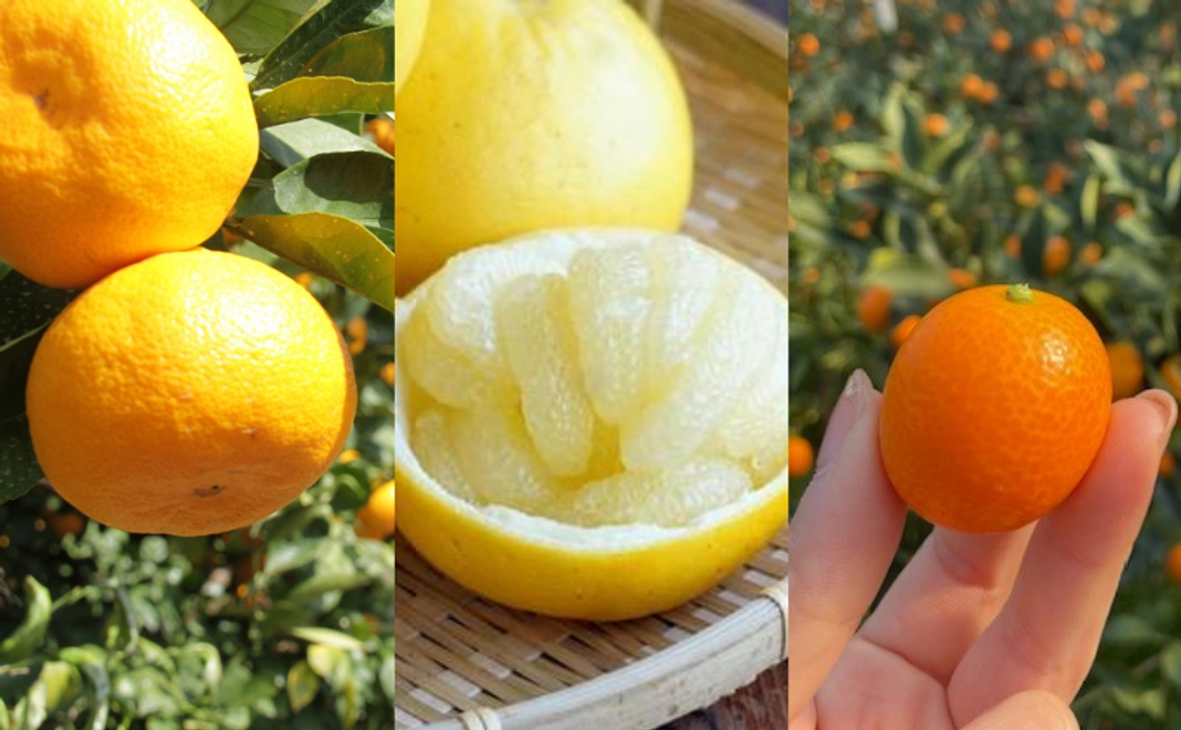 【豪華3種類セット】山北みらい みかん箱＆土佐文旦＆ハウス金柑セット＋「山北の彩」オリジナルステッカー