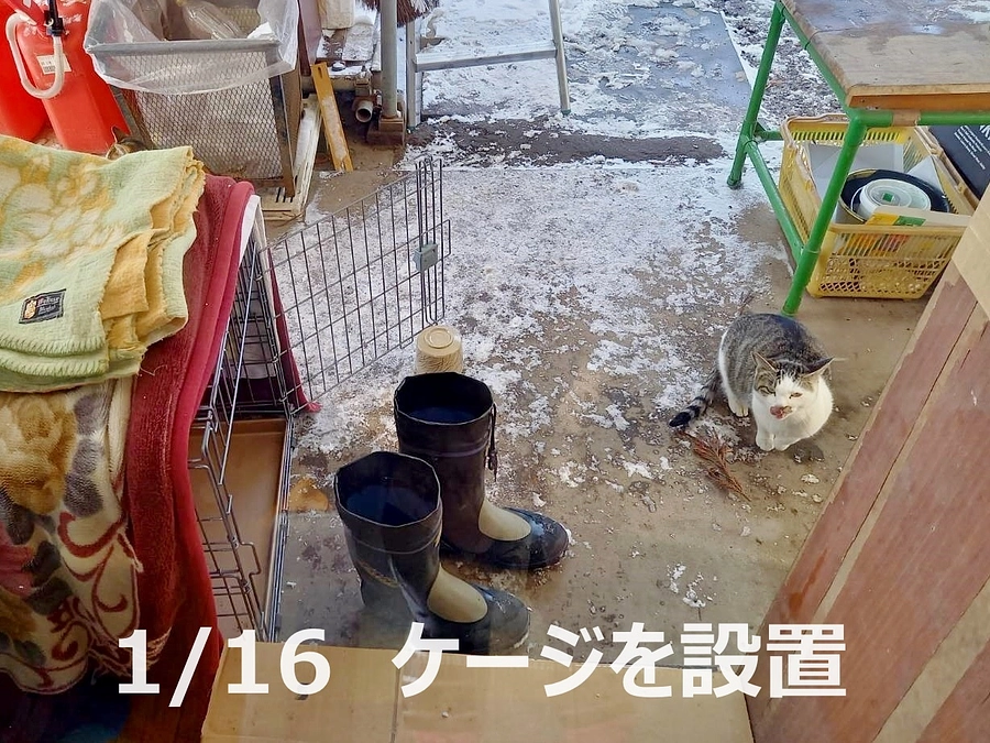 猫の捕獲と避妊去勢手術の相談