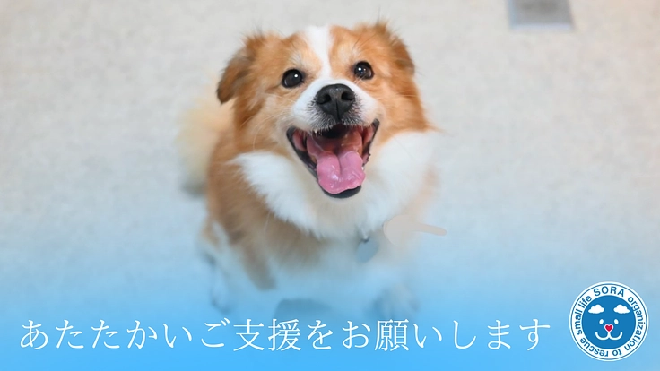 SORA小さな命を救う会|救える命を諦めない!保護犬に適切な医療を 5枚目