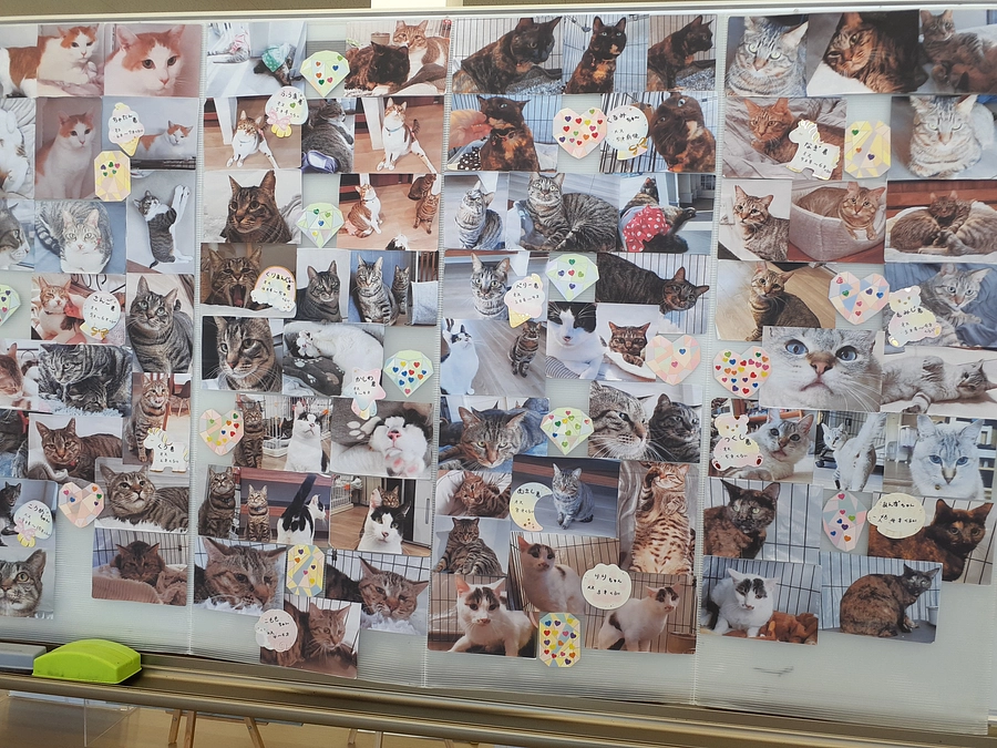 22日(土)星空ねこお見合い会～ねこはお留守番だよ～のご報告