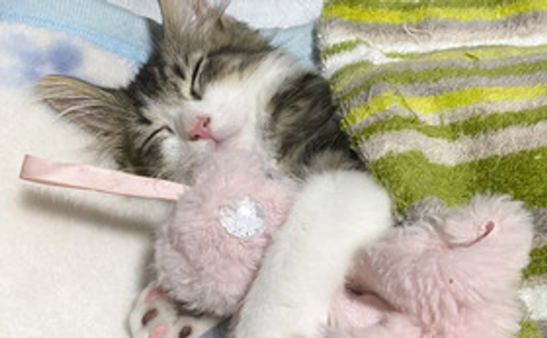 頑張れ小太郎500円・リターン無し