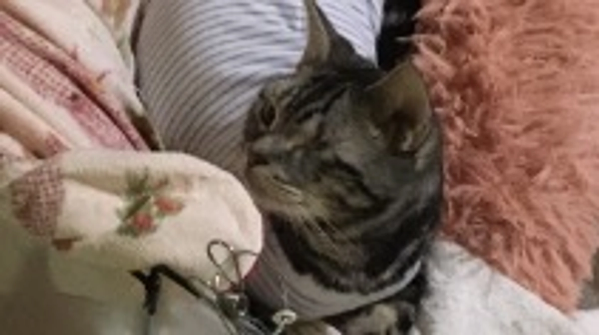 バンテージの。