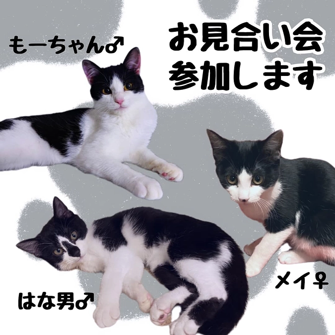 保護猫のお見合い会やります！