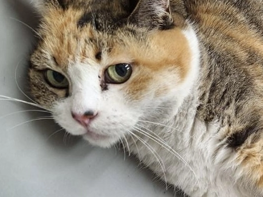 日野市環境政策課からの依頼で