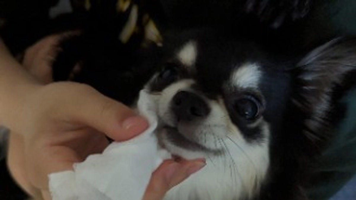 歯磨きシートで仕上げしてもらってます♪