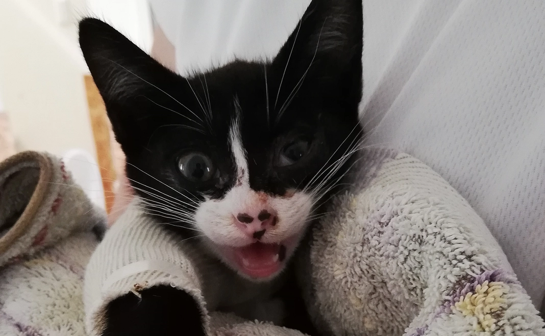 二羽ちゃんありがとう500