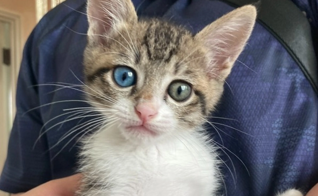 全力応援｜500,000円