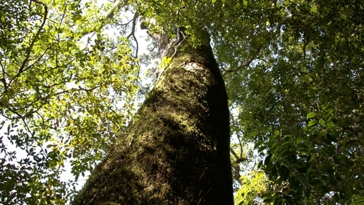 世界自然遺産屋久島から電線・電柱をなくすための調査をします!