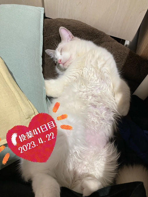投薬４１日目(2023.4.22)＆ご支援のお知らせ