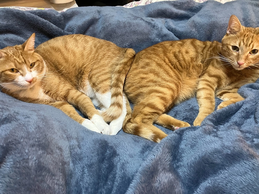 【残日数見て焦ってきた💦私】共に頑張る仲間たちからの応援メッセージ