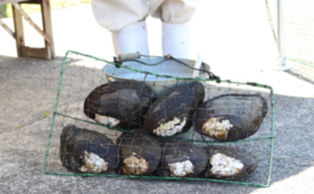 琵琶湖パール母貝のオーナー登録権
