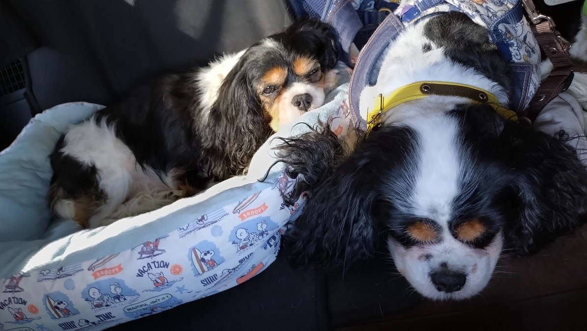 9月11日ハニー３回目の放射線治療